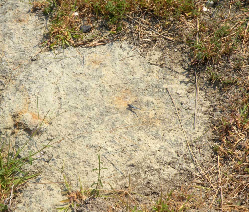Orthetrum taeniolatum dall''antica Pergamo !!!